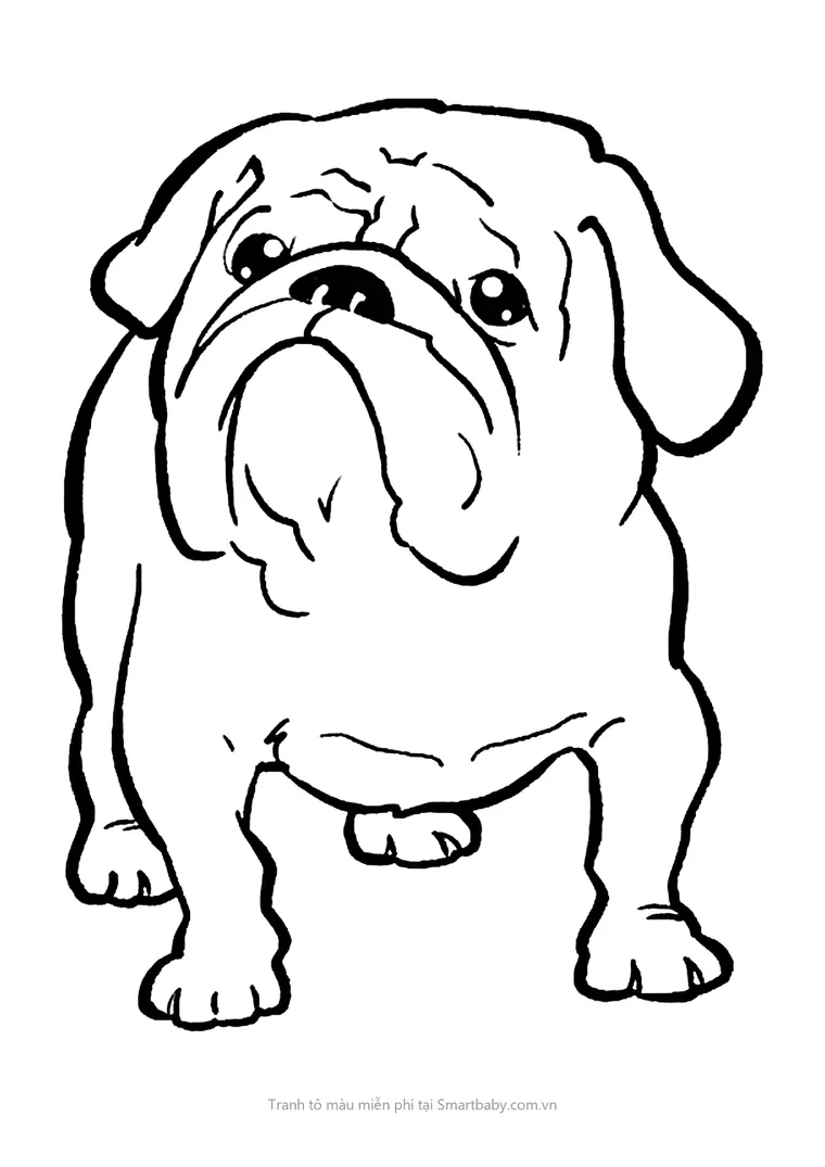 Tranh tô màu con chó – chó bulldog mặt xệ
