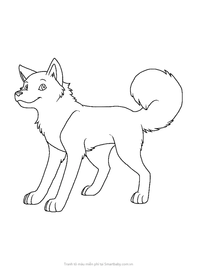 Tranh tô màu con chó – chó husky đuôi cong